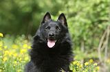 SCHIPPERKE 578